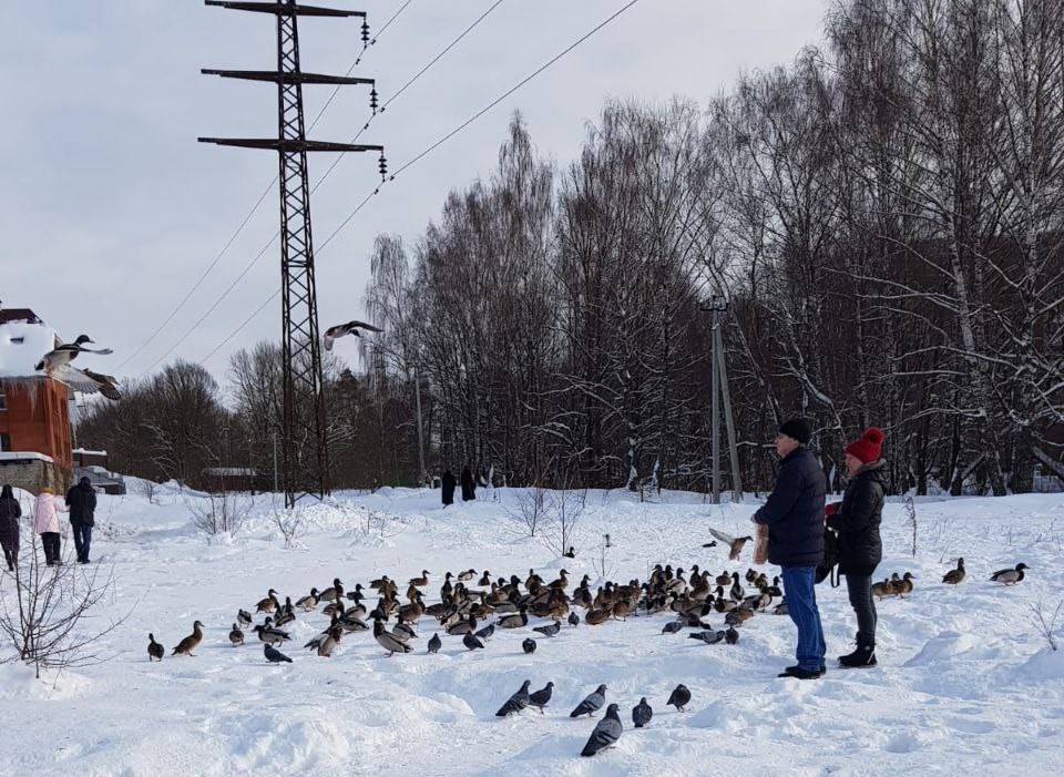 пате из утиного мяса "paterria" 90гр. утиный магазин. мясо утки. игрушка для ванной ооо росигрушка утка с утятами. резиновая уточка пищалка.