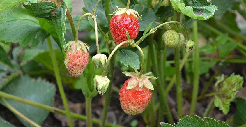 Jak správně pěstovat jahody?