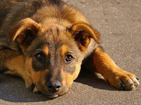 Собака бывает кусачей - Статьи, аналитика, репортажи - Новости - Калужский  перекресток Калуга