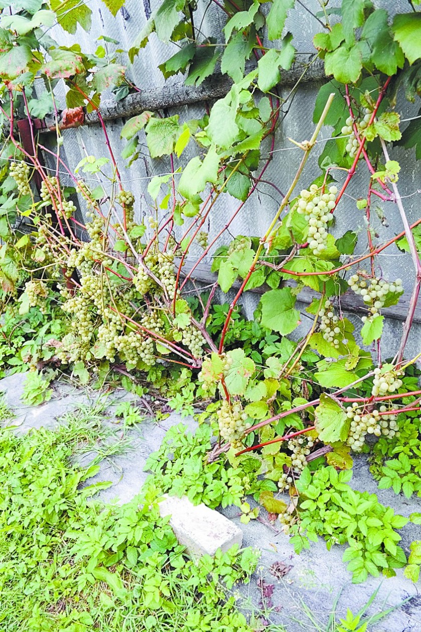Обработка винограда железным купоросом весной