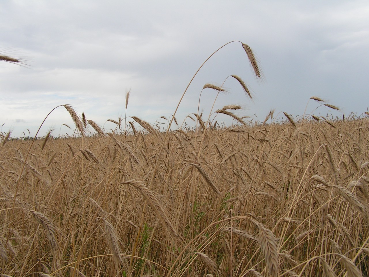 клюенков василий васильевич брасовский. работа калужская область тракториста. работа калужская область тракториста.
