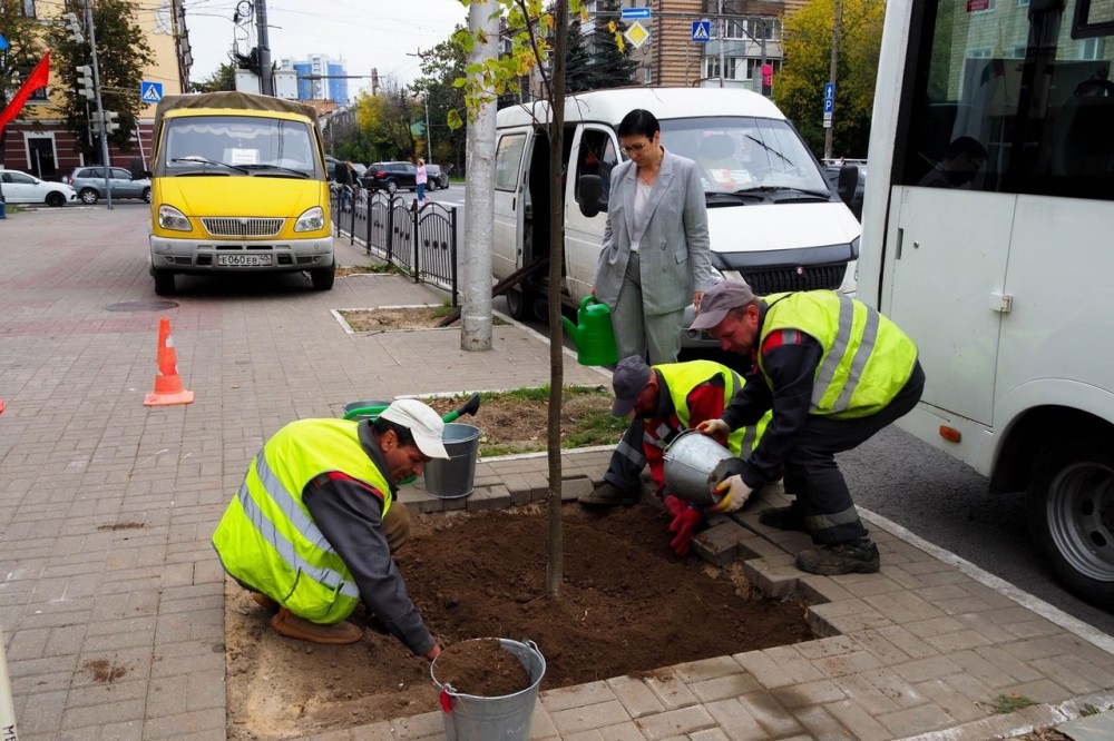 На трех улицах Калуги высадят новые деревья