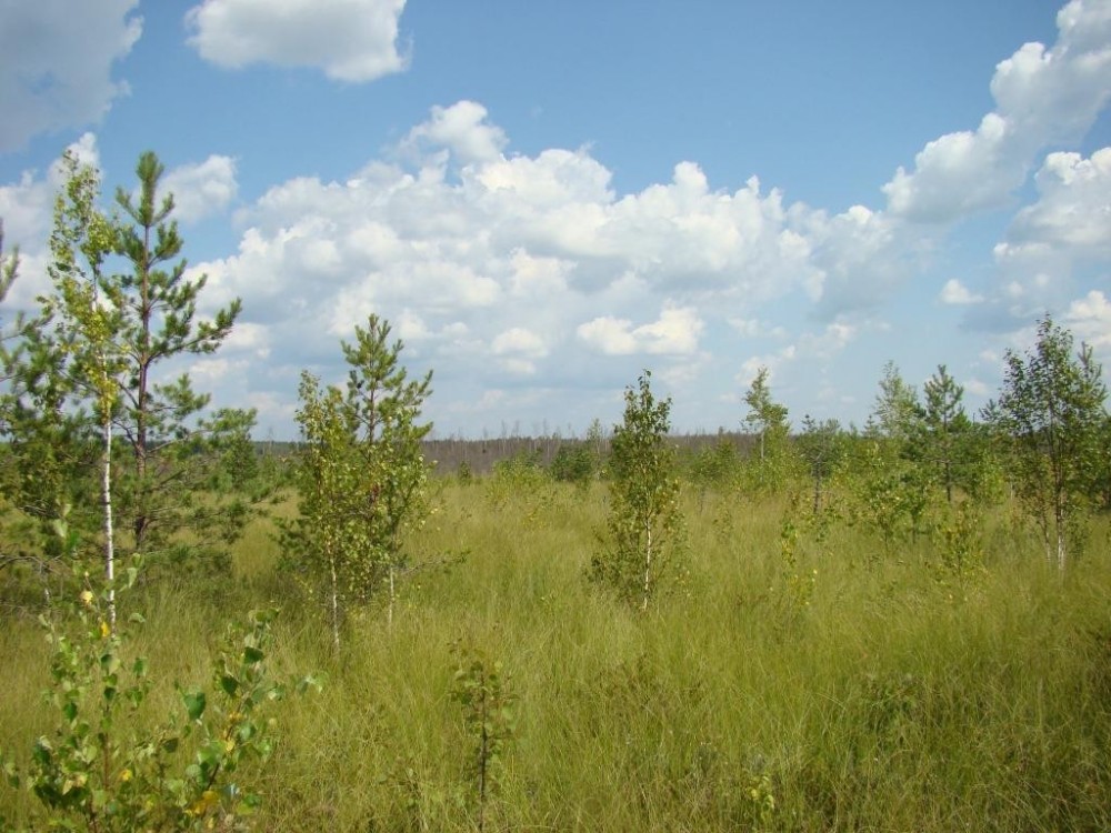 Малое Игнатовское болото стало новым памятником природы