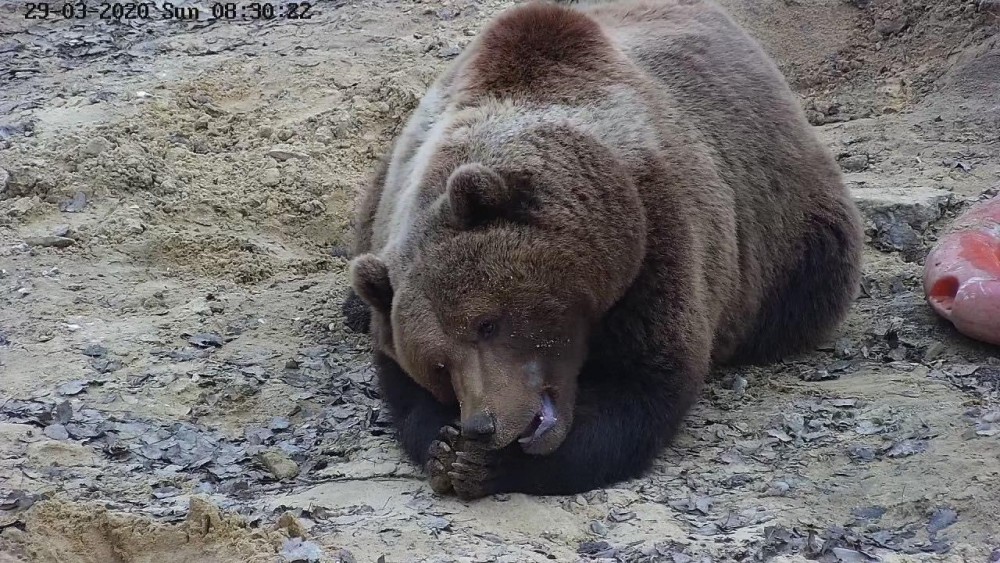 Знаменитый калужский медведь едва не сгорел из-за пала травы