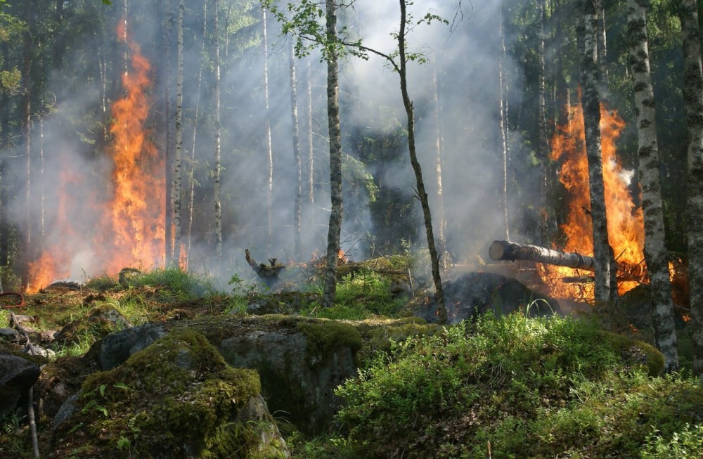 За неделю в Калужской области произошло 6 лесных пожаров