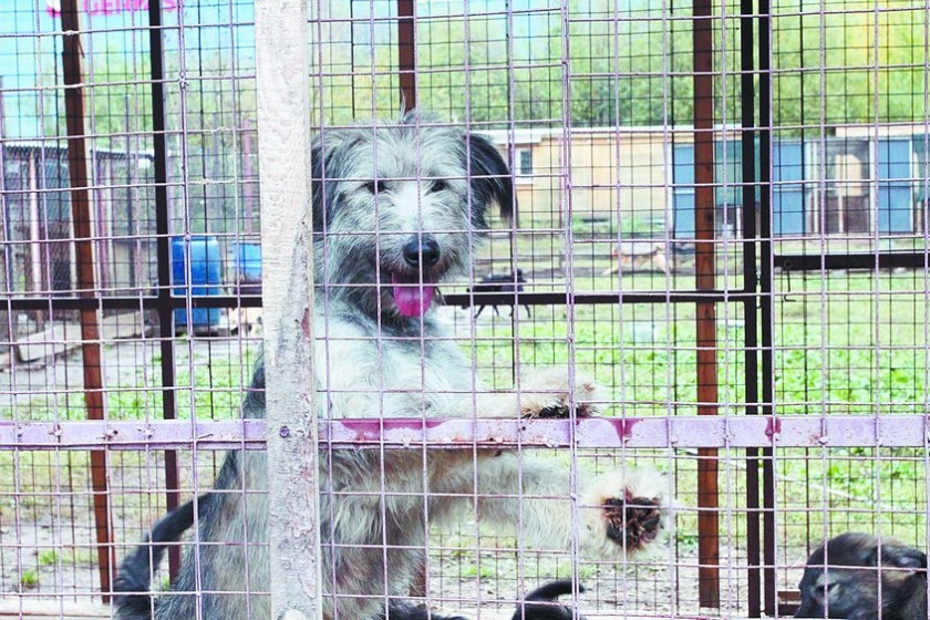 Собачья жизнь: из-за кризиса число брошенных животных растёт