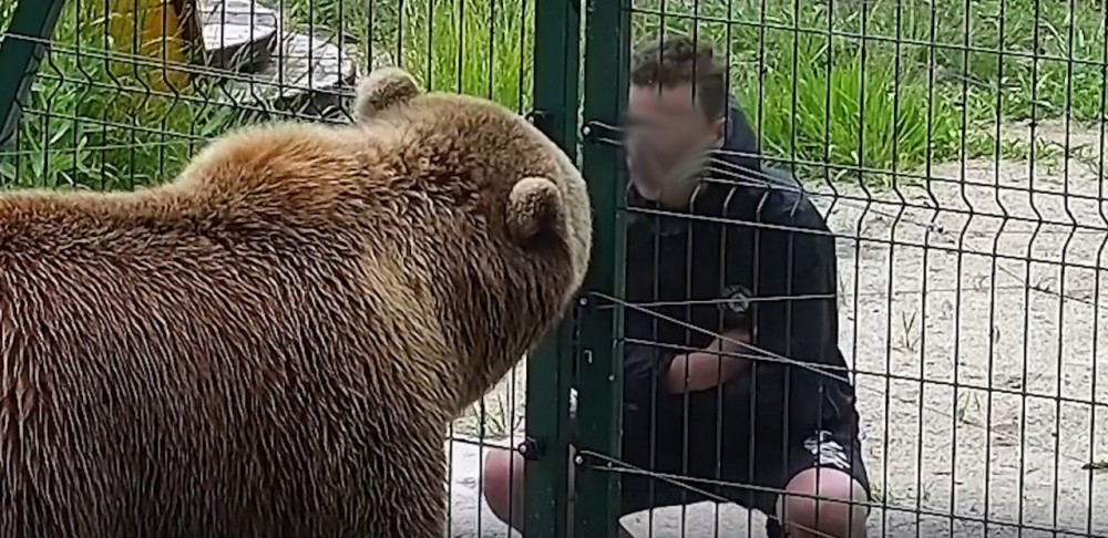 В Калужской области подросток плюнул в морду медведю Мансуру