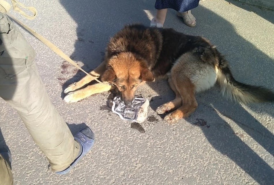 Живодер, привязавший собаку к бамперу, попал под следствие