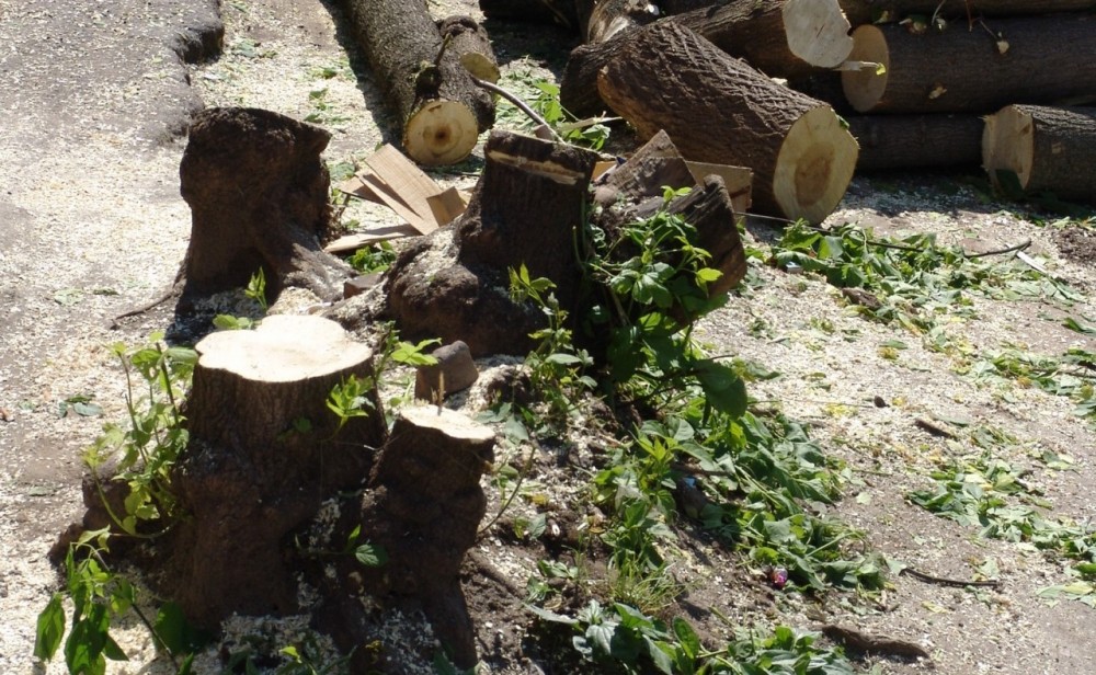 В Калуге запланировали массовую вырубку деревьев