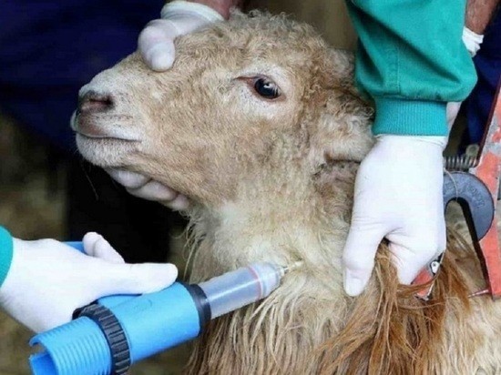 В Калужскую область нелегально ввезли зараженных овец 
