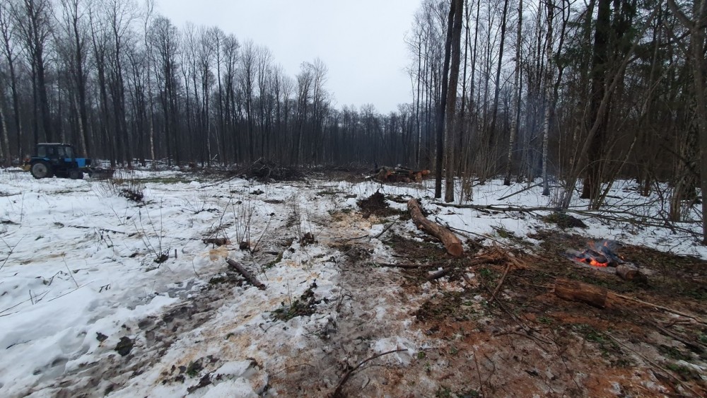 В Калуге упавшее дерево убило 49-летнего мужчину