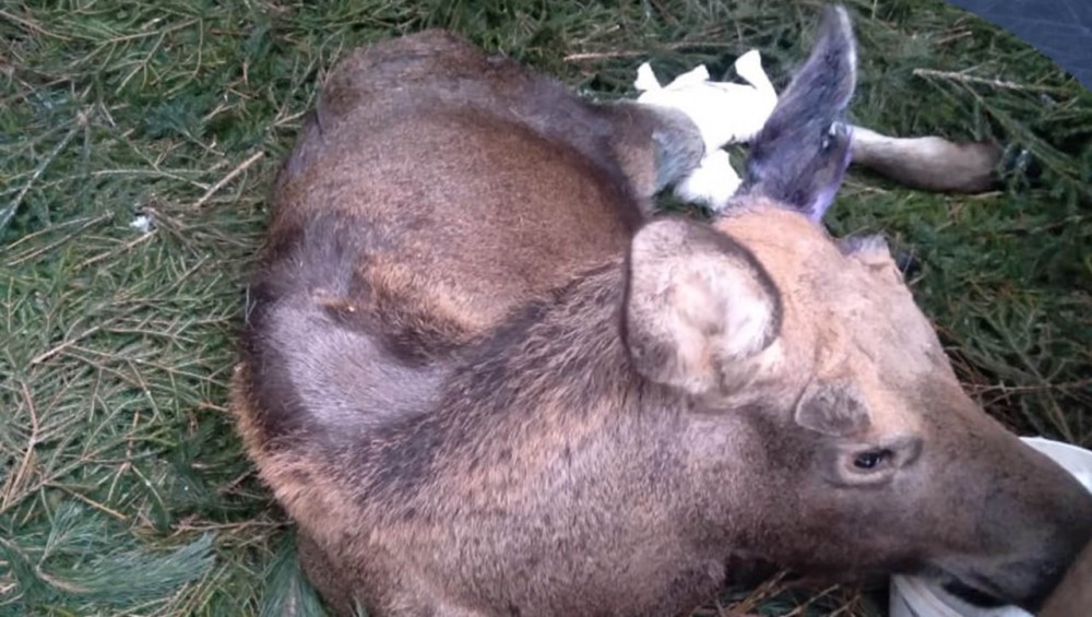 В Калужской области умер лосенок, которого ранили охотничьи собаки на новогодних каникулах