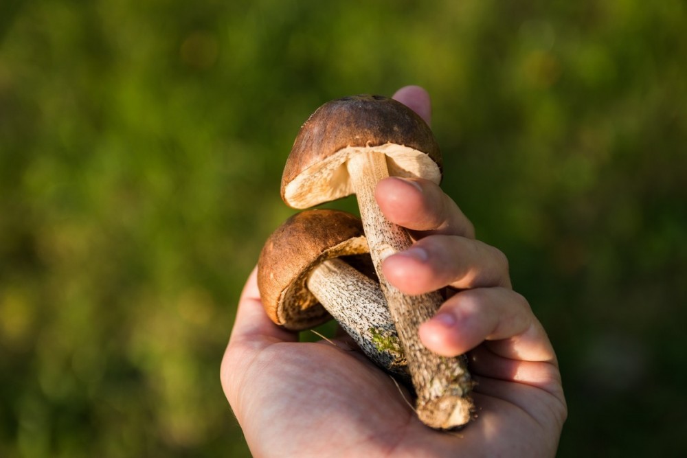Врач из Калуги рассказала, что в жаркую погоду грибы быстро вбирают в себя ядовитые вещества 