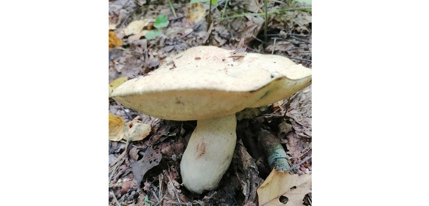 В калужском лесу нашли редкий гриб