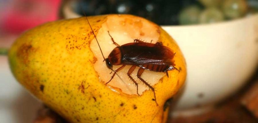 Сколько живут тараканы без еды и воды - Коммерческие новости - Калужский  перекресток Калуга