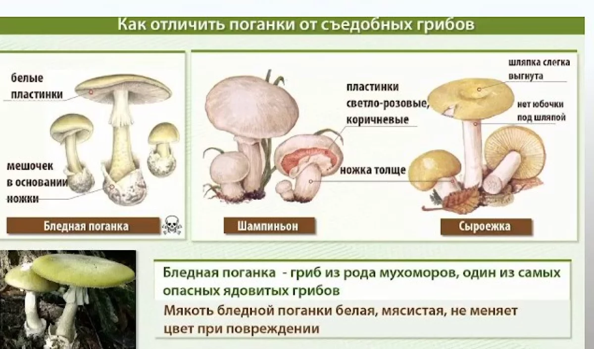 Бледную поганку часто путают с сыроежкой.