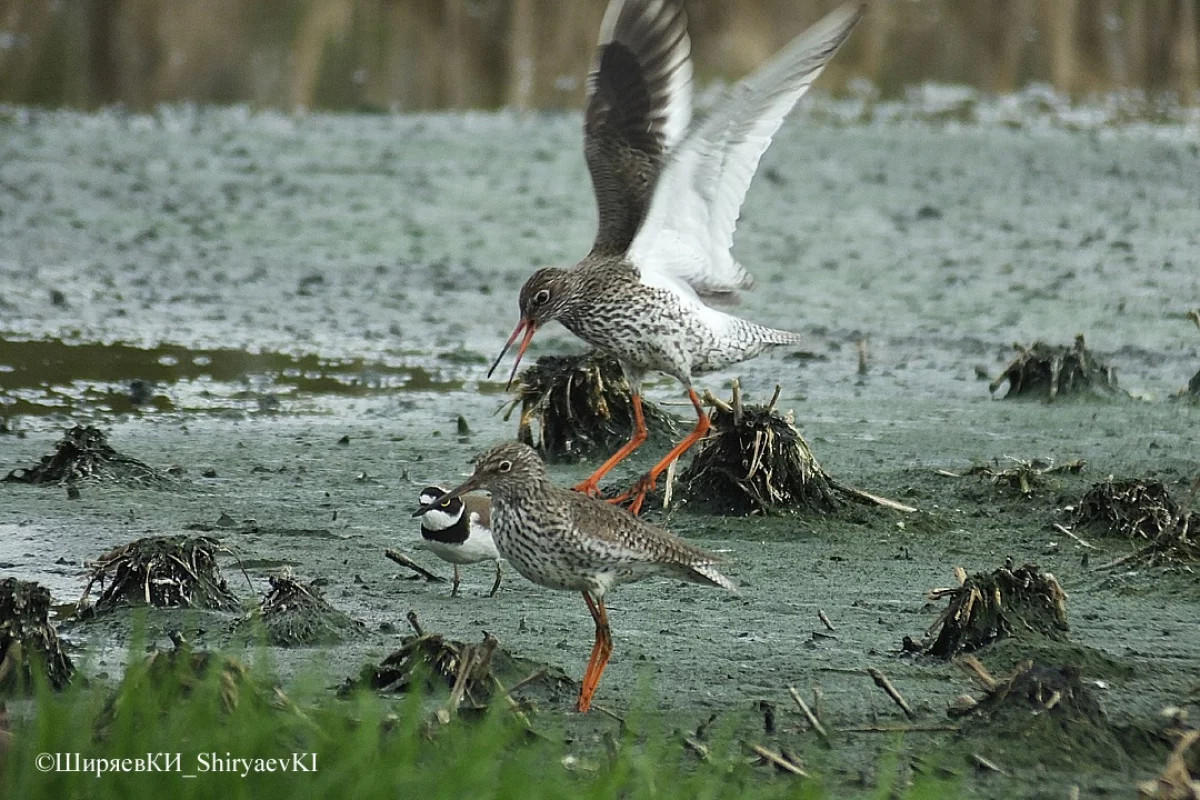 Травники освоились.