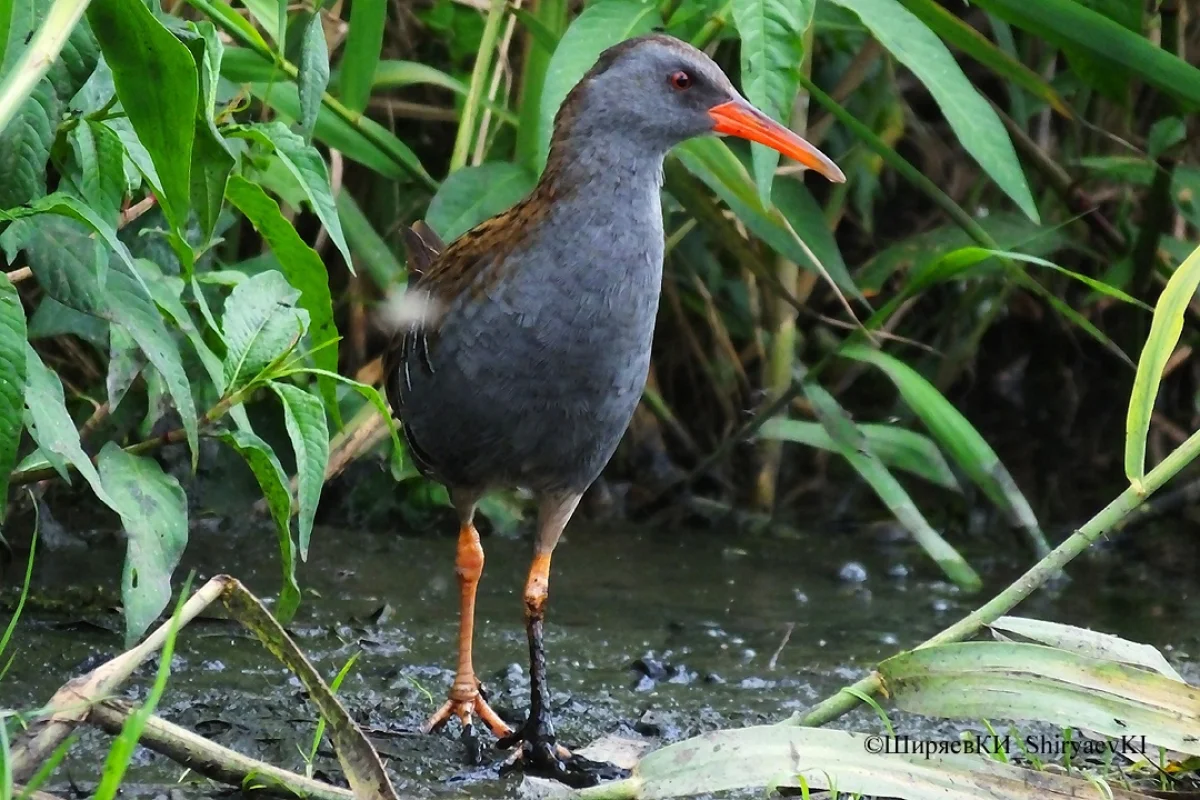 Водяной пастушок.