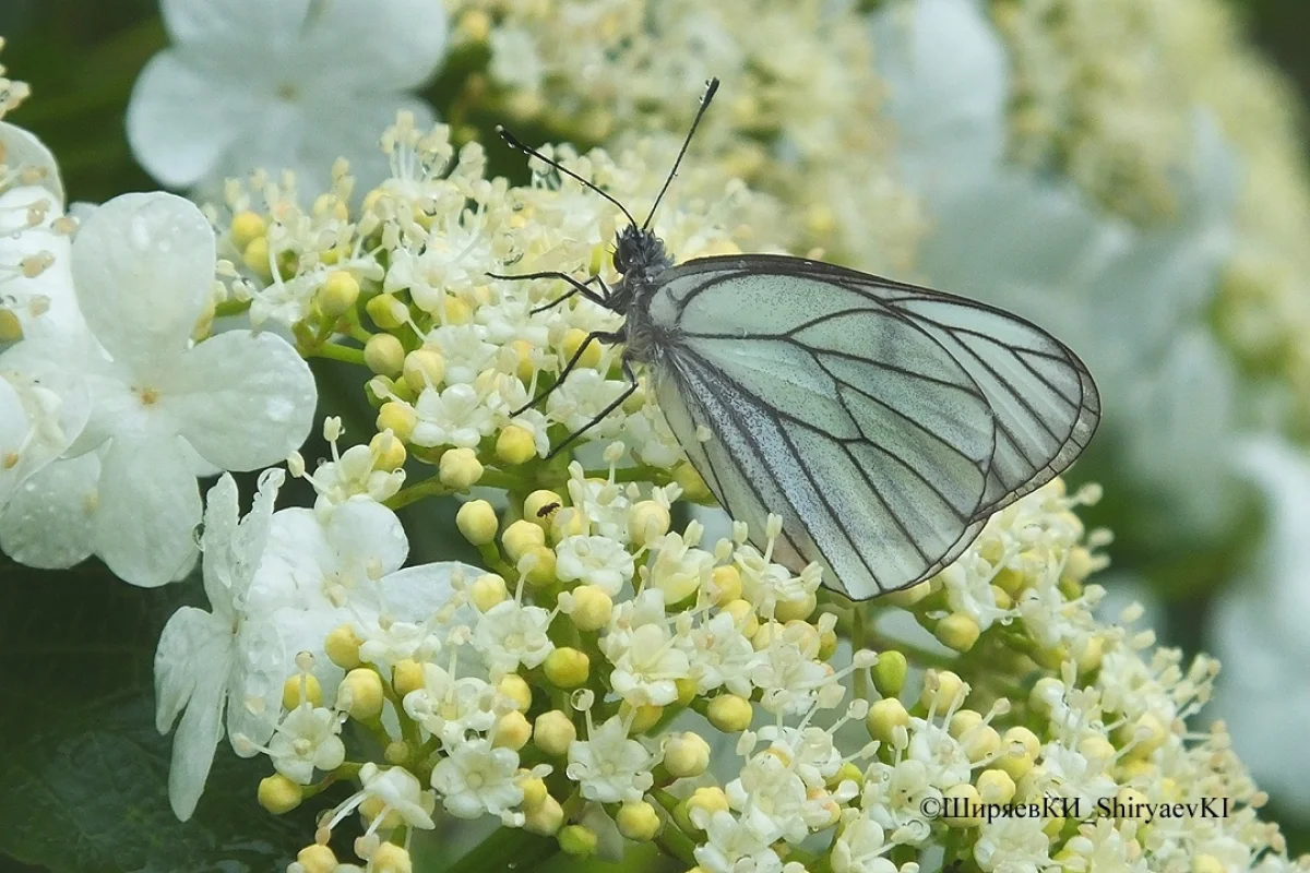 Боярышница.