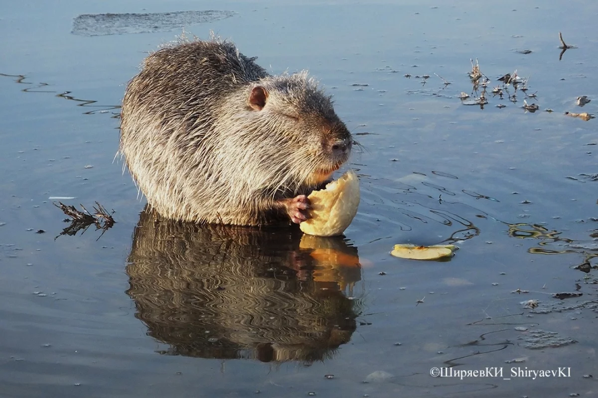 Нутрия припрятала все три блюда: морковку, свеклу и батон.