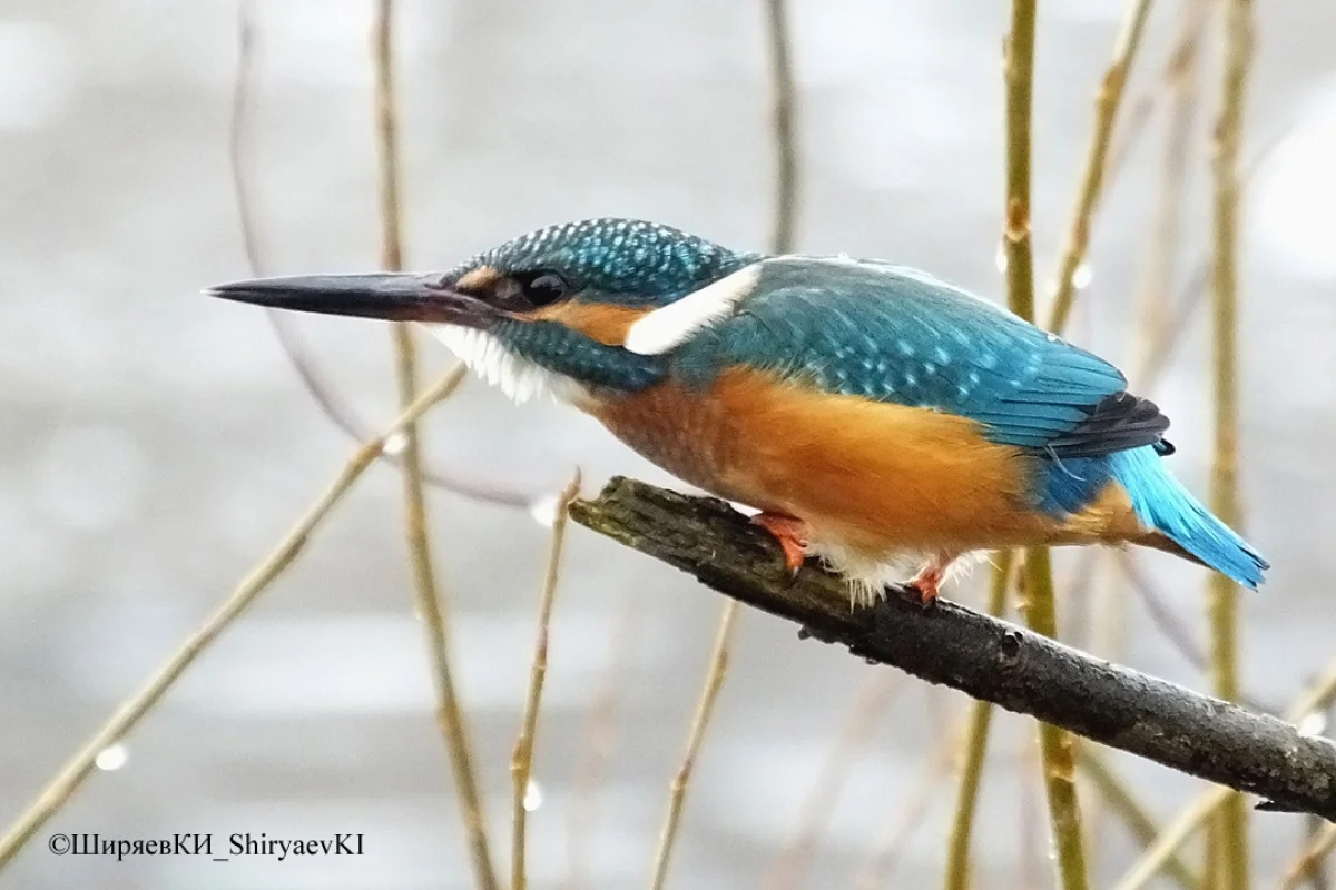 Обыкновенный зимородок.