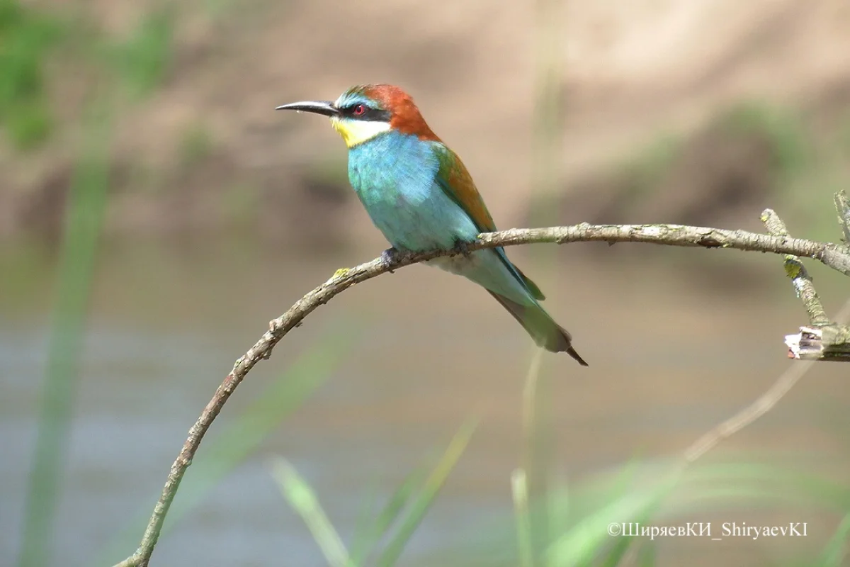 Золотистая щурка