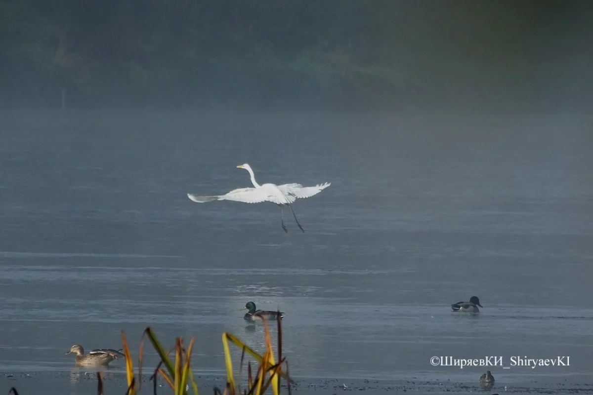 Белая цапля.