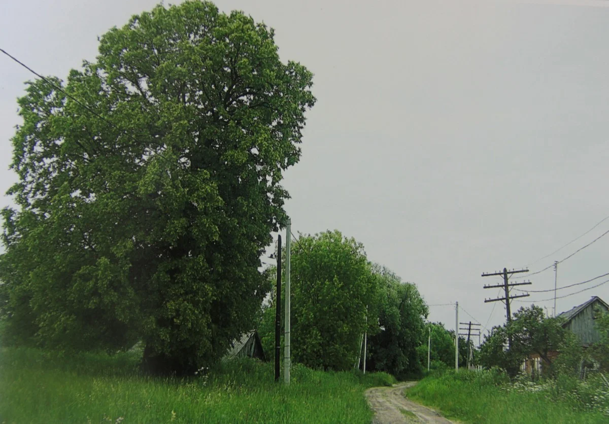 Столетняя липа в Курово – памятник природы. Старинный тракт – теперь проселочная дорога.