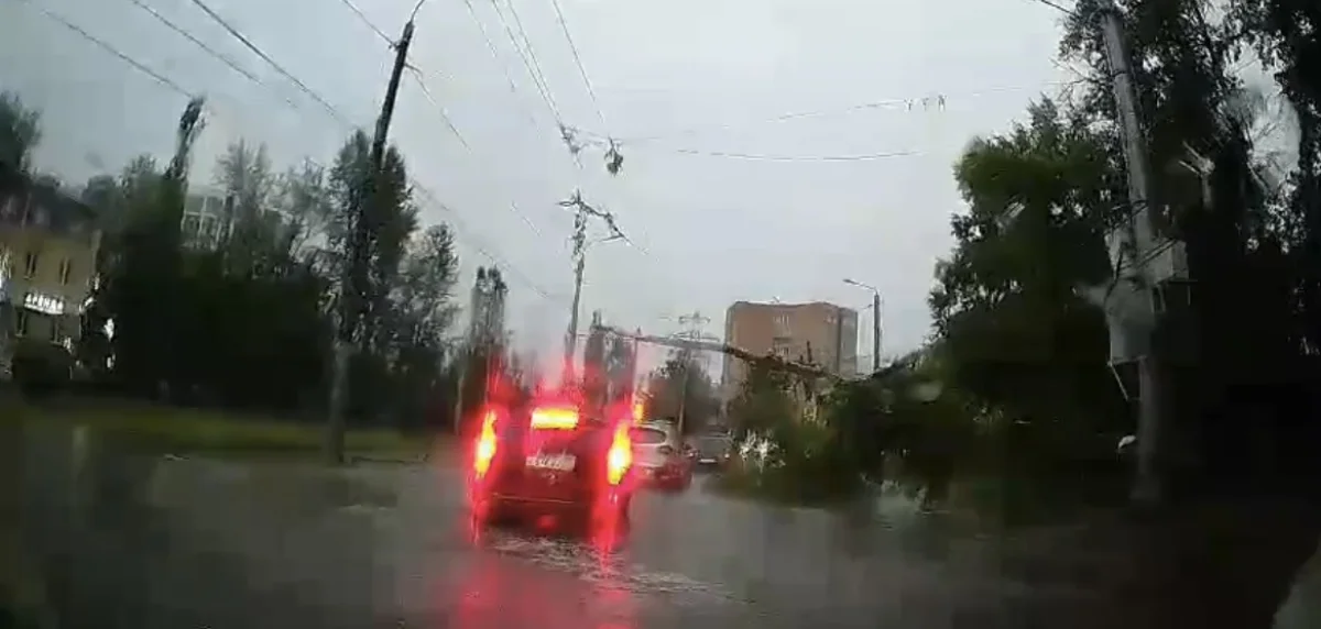 Упавшее на Жукова дерево