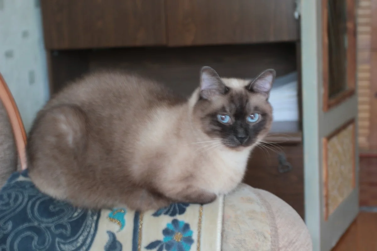 Кот Василий присматривает за хозяином.