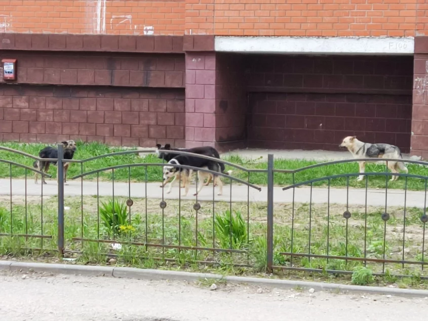 Калуга собака напала. В калугу с собакой. Стая собак. Бездомные собаки. Стая бездомных собак.