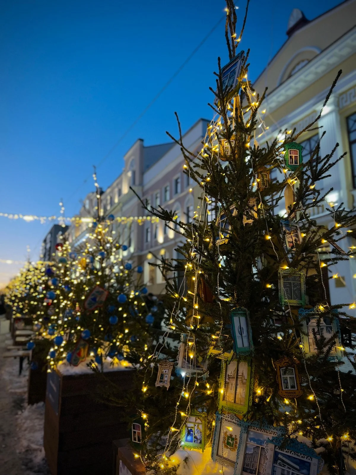 Целая улица новогодних елок.