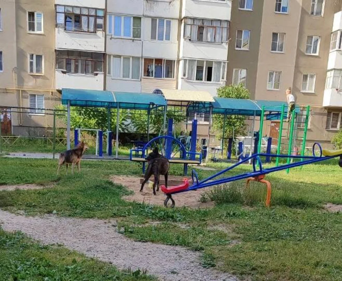 Наталья успела сделать фотографию ребенка и собак.