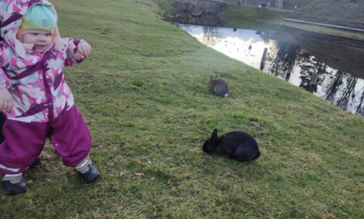 Василиса ловит кроликов.