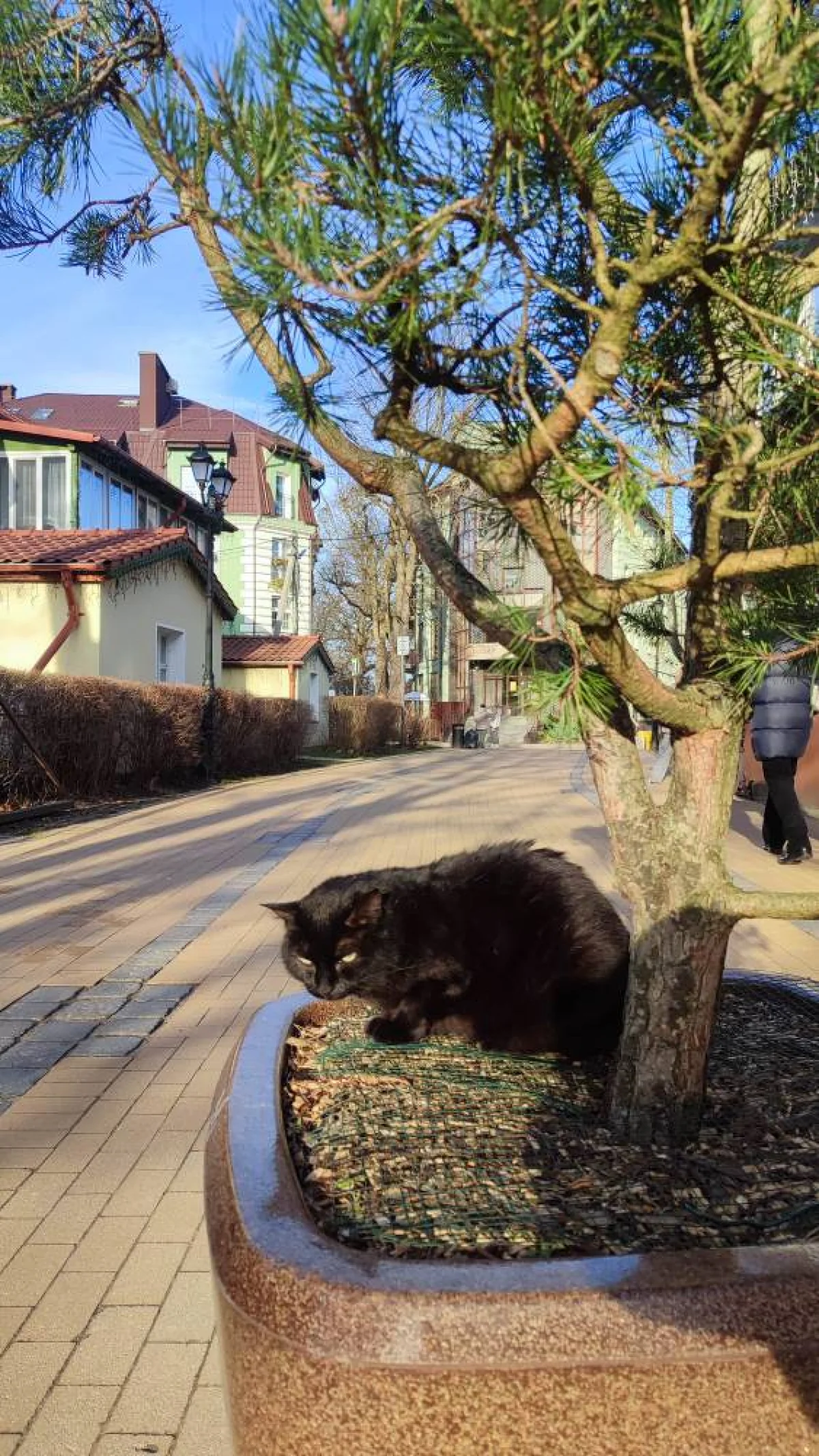 Зеленоградск - город котов.