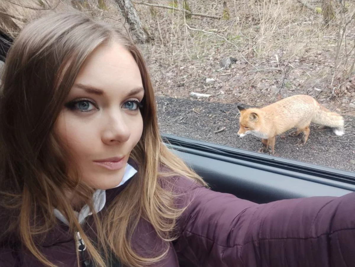 Дикие лисы на Куршской косе подходят очень близко к трассе.