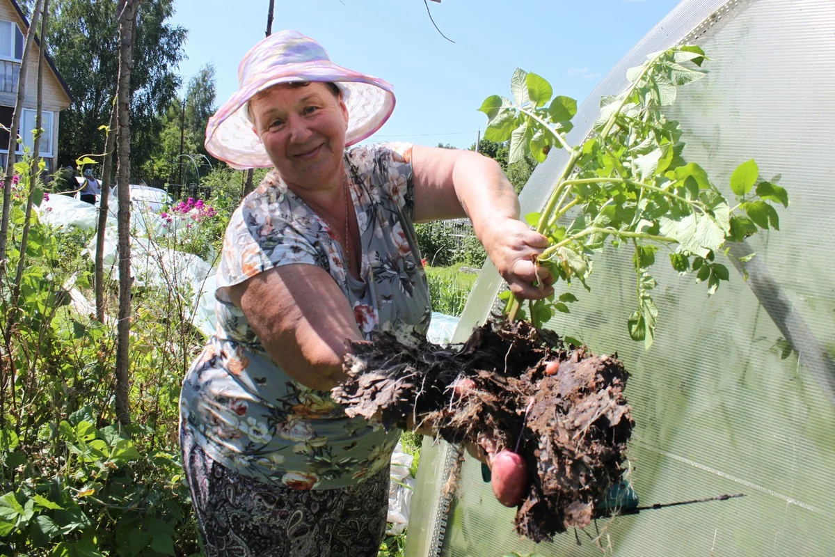 Елена Дроздовская сажает картошку рано.