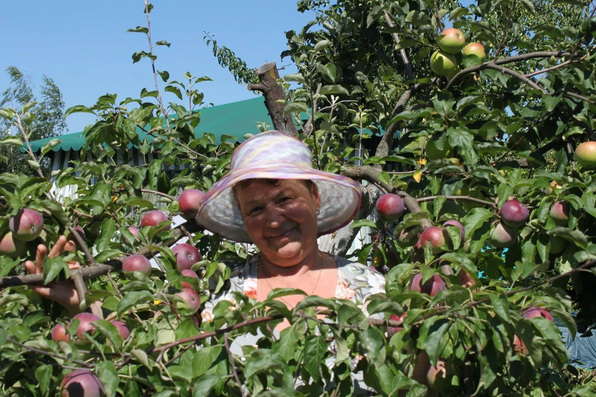 У Елены Дроздовской всегда хорошоий урожай и в саду, и в огороде.