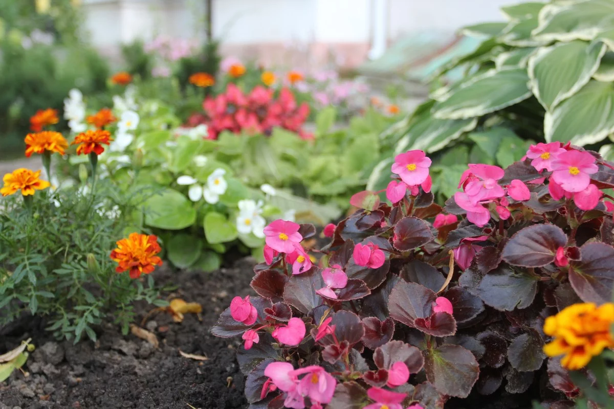 Сейчас здесь цветёт много бархатцев и бегонии.