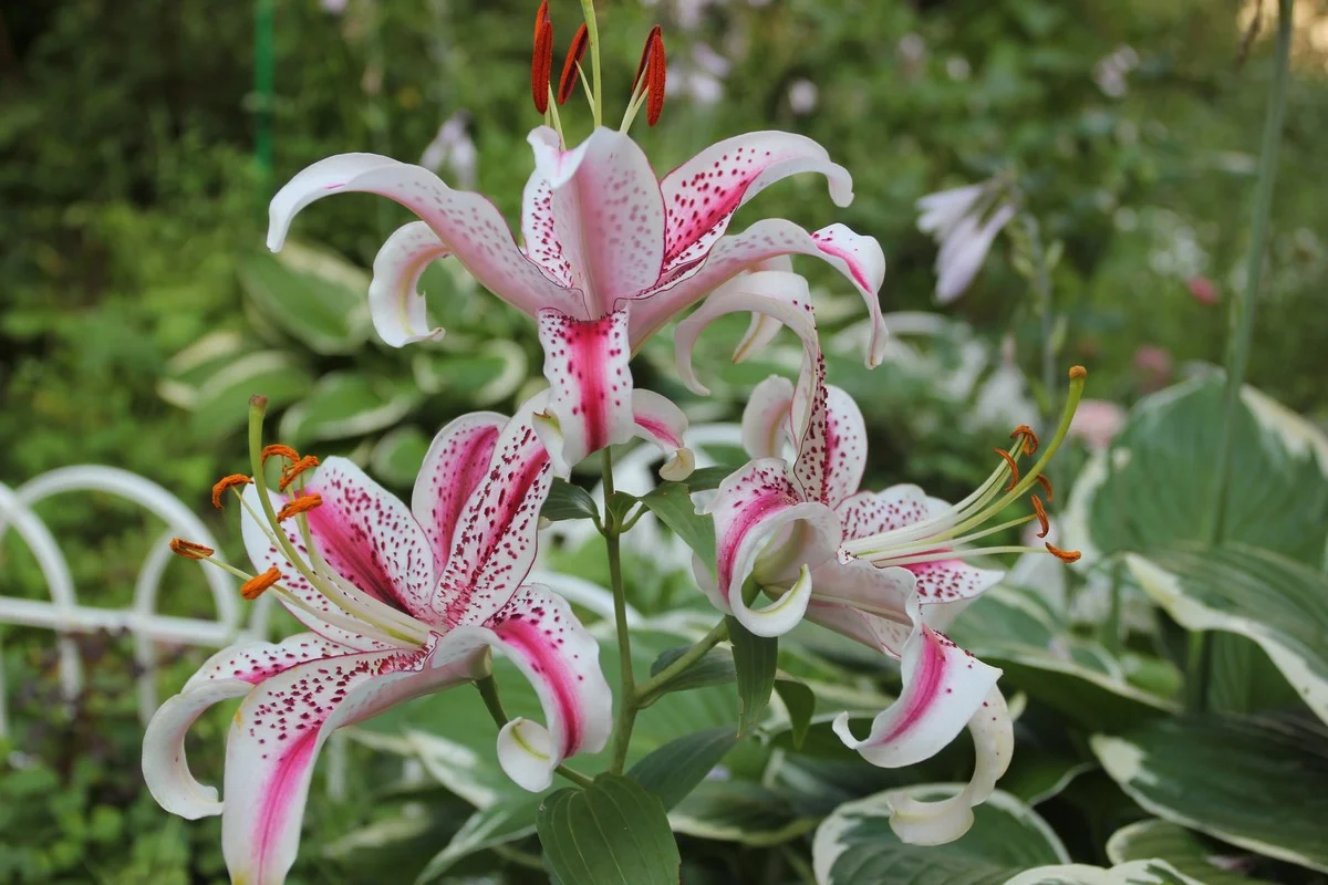 Во дворе - разные сорта лилий.