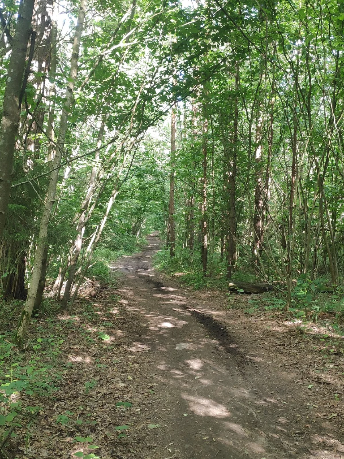 Тропа к дороге на Силикатный