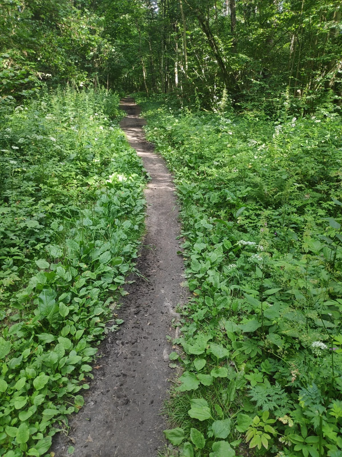 Тропа к дороге на Силикатный