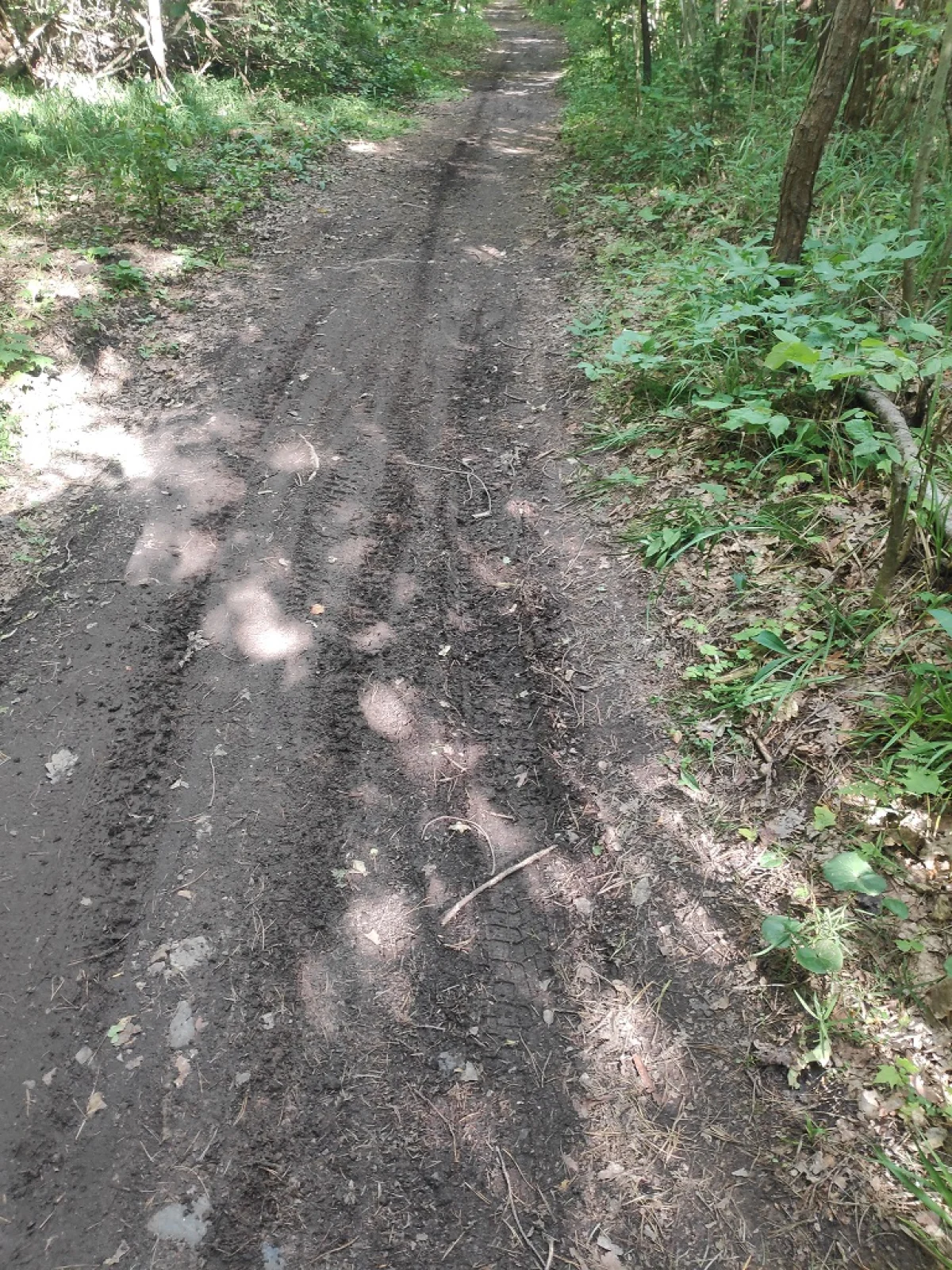 Тропа к дороге на Силикатный