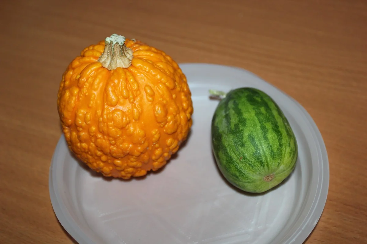 Декоративная тыква и огурдыня.