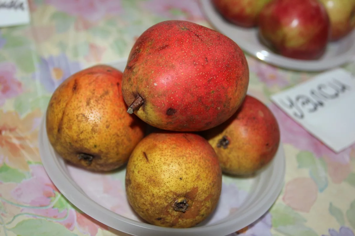 Очень сладкие груши «Московская красавица», режутся, как масло. 