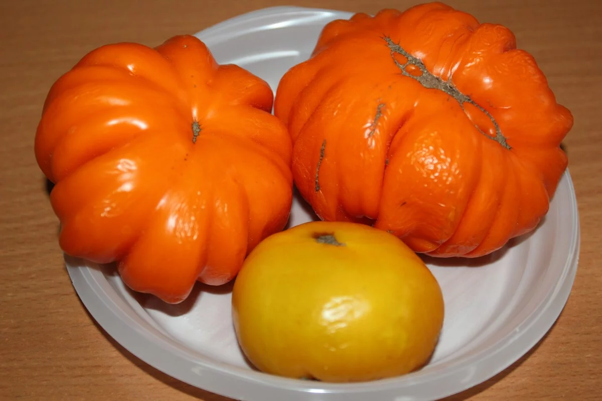 Морщинистые помидоры «Лотарингская красавица» и желтый сорт «Золотая королева». Кустик 60 сантиметров, его Елена Дроздовская сажает, как уплотнитель. 