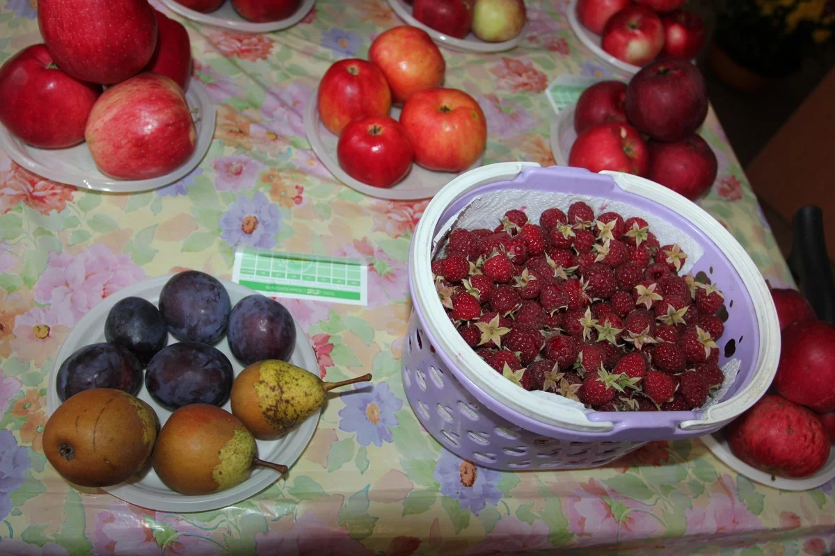Груши «Память Жегалова», сливы, ремонтантная малина. 