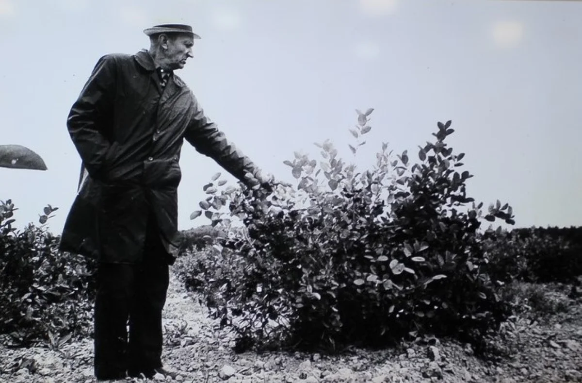 Среди посадок аронии черноплодной.