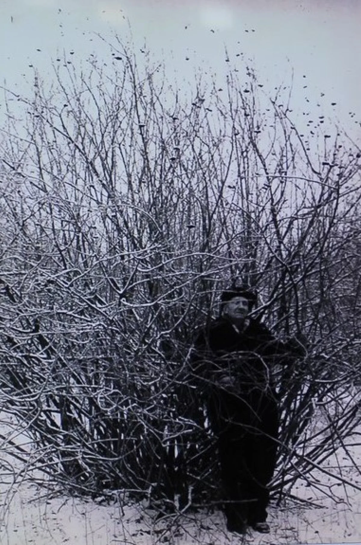 Кустарник аронии зимой.