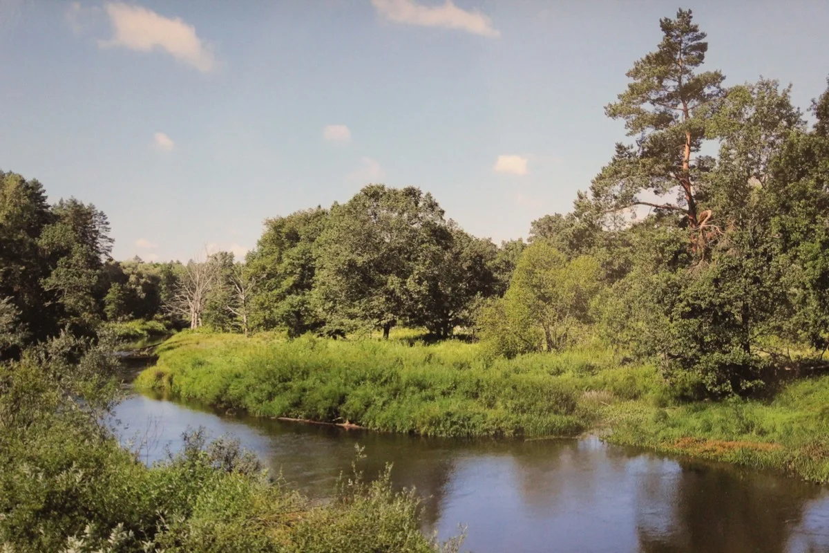 Дубрава в пойме Жиздры.
